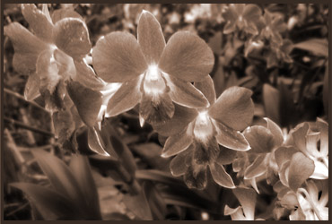 Link to flowers gallery page. The image is an orchad.