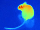 infrared mouse