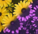 ultraviolet flowers