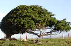tree deformation by wind