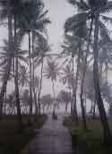 overcast and raining on palm trees
