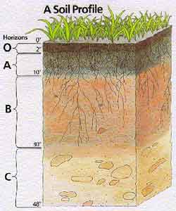 soil profile showing horizons
