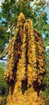 termite mound in australia