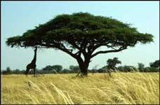 acacia tree in savanna