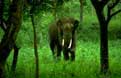 indian elephant in seasonal forest