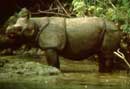 rare java rhino