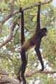 prehensile tailed monkey