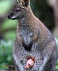 young wallaby in pouch