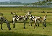 zebras on savanna